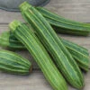 Latino Hybrid Summer Squash -Deals Petal Inn Store 03556