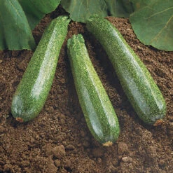 Spineless Beauty Hybrid Squash