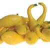Delta Hybrid Yellow Crookneck Squash -Deals Petal Inn Store 03581