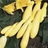 Superpik Hybrid Squash -Deals Petal Inn Store 03588