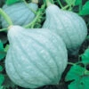 Maxima Baby Blue Hubbard Winter Squash -Deals Petal Inn Store 03607