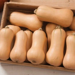 Butterscotch Hybrid Squash