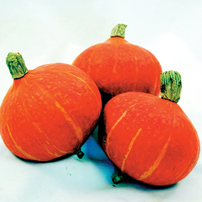 Maxima Sun Spot Hybrid Winter Squash 3 Maxima Sun Spot Hybrid Winter Squash