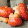 Maxima Turks Turban Squash -Deals Petal Inn Store 03685b