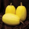 Primavera Hybrid Spaghetti Squash -Deals Petal Inn Store 03689