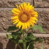 Sunspot Sunflower -Deals Petal Inn Store 03732