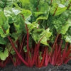 Fire Fresh Hybrid Swiss Chard -Deals Petal Inn Store 03741