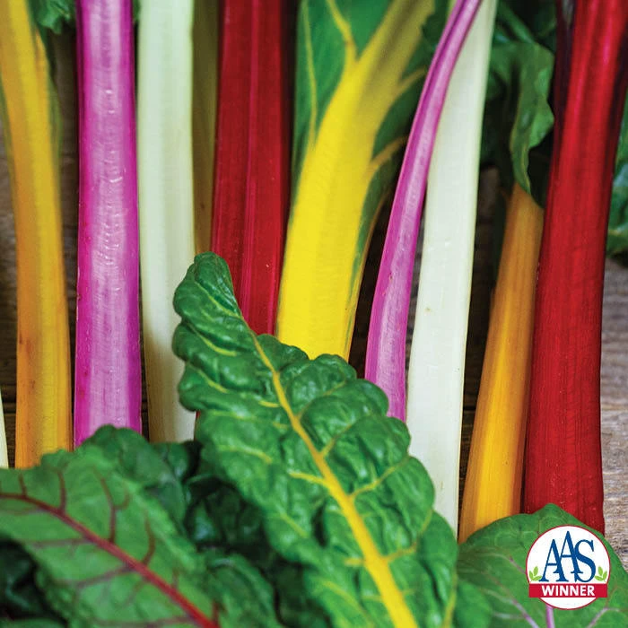 Bright Lights Swiss Chard 3 Bright Lights Swiss Chard