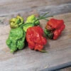 Carolina Reaper Pepper -Deals Petal Inn Store 03755 HV