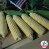 American Dream Bicolor Untreated Hybrid Sweet Corn -Deals Petal Inn Store 03800