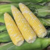 Ambrosia Bicolor Untreated Hybrid Sweet Corn -Deals Petal Inn Store 03802 A