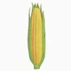 Early Golden Bantam Sweet Corn -Deals Petal Inn Store 03914
