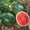 Mini Love Hybrid Watermelon -Deals Petal Inn Store 04069