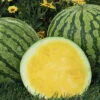 Yellow Buttercup Hybrid Seedless Watermelon -Deals Petal Inn Store 04138 AH