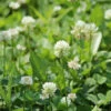White Dutch Clover -Deals Petal Inn Store 04370