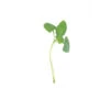 Italian Large Leaf Microgreens Basil -Deals Petal Inn Store 04406 MicrogreenBasil