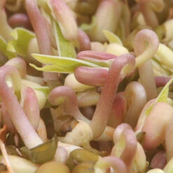 Mung Bean Sprouting Seed