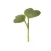 Daikon Radish Microgreens -Deals Petal Inn Store 04432 MicrogreenRadishDikon