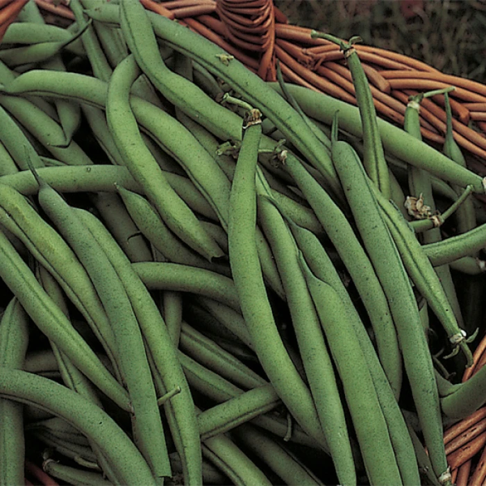 Organic Blue Lake 274 Bush Bean 3 Organic Blue Lake 274 Bush Bean