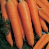 Napoli Organic Hybrid Carrot -Deals Petal Inn Store 04921