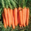 Yaya Organic Hybrid Carrot -Deals Petal Inn Store 04922