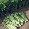 Tango Organic Celery -Deals Petal Inn Store 04924