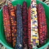 Organic Painted Mountain Ornamental Corn -Deals Petal Inn Store 04931