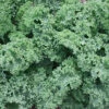 Darkibor Hybrid Organic Kale -Deals Petal Inn Store 04945