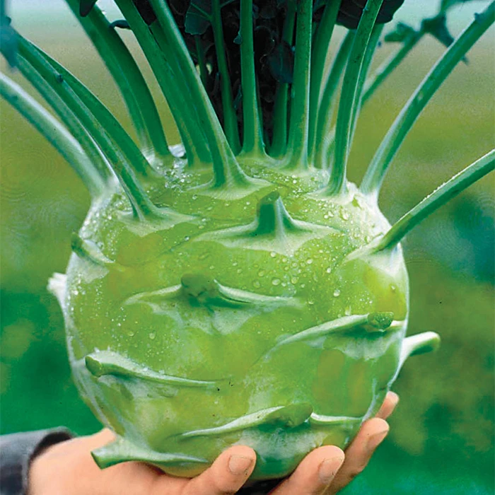 Organic Kossak Hybrid Kohlrabi 3 Organic Kossak Hybrid Kohlrabi