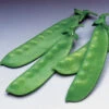 Oregon Giant Organic Snow Pea -Deals Petal Inn Store 04957