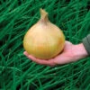 Organic Ailsa Craig Onion -Deals Petal Inn Store 04962