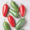 Early Jalapeno Organic Pepper -Deals Petal Inn Store 04967