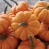 Jack Be Little Organic Pumpkin -Deals Petal Inn Store 04973