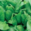 Space Hybrid Organic Spinach 2 Space Hybrid Organic Spinach -Deals Petal Inn Store 04977 Spinach SpaceHybrid