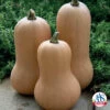 Organic Waltham Butternut Squash 1 Organic Waltham Butternut Squash -Deals Petal Inn Store 04979 AH