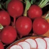 Organic German Giant Radish