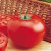 Organic Delicious Tomato -Deals Petal Inn Store 04992