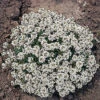 Carpet Of Snow Alyssum -Deals Petal Inn Store 05064
