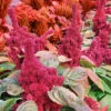 Elephant Head Amaranthus -Deals Petal Inn Store 05094 Amaranthus ElephantHead