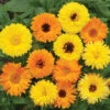 Pacific Beauty Calendula Mix -Deals Petal Inn Store 05350