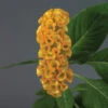 Neo&trade; Gold Celosia -Deals Petal Inn Store 05382