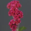 Neo&trade; Pink Celosia -Deals Petal Inn Store 05384