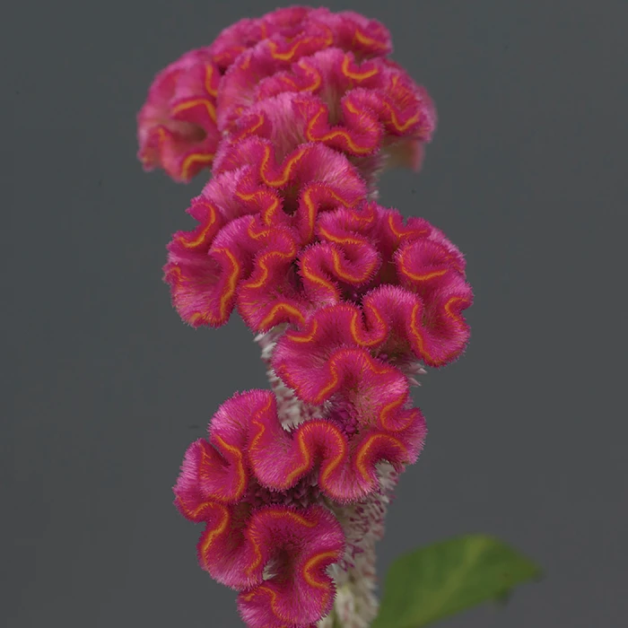 Neo™ Pink Celosia 3 Neo™ Pink Celosia