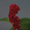 Neo™ Red Celosia -Deals Petal Inn Store 05385