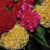 Chief Mix Celosia -Deals Petal Inn Store 05388