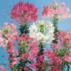 Queen Mixed Cleome -Deals Petal Inn Store 05462