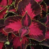 Chocolate Covered Cherry Coleus -Deals Petal Inn Store 05469