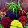 Giant Exhibition Mix Coleus 2 Giant Exhibition Mix Coleus -Deals Petal Inn Store 05477