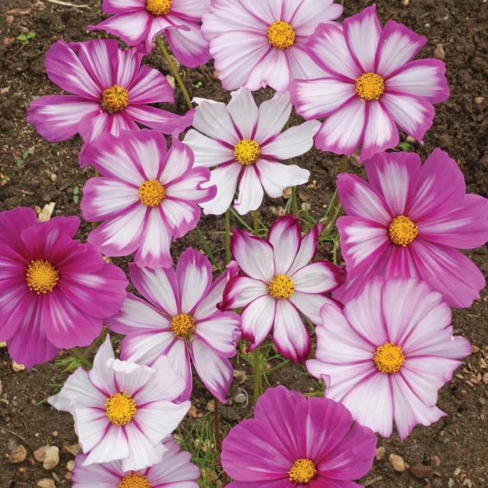 Candystripe Cosmos 3 Candystripe Cosmos