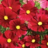 Rubenza Cosmos -Deals Petal Inn Store 05540
